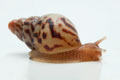 Lissachatina albopicta typ 2 juvenil